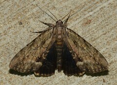 Catocala angusi