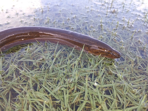 Asian Swamp Eel