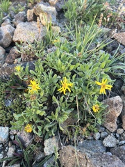 Heterotheca villosa