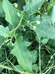 Solanum carolinense