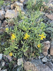 Heterotheca villosa