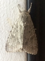 Acronicta americana