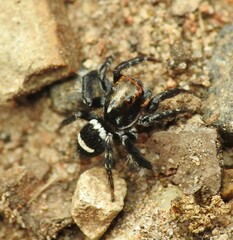 Saitis virgatus