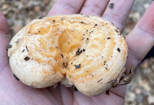 Lactarius pseudodelicatus