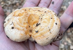 Lactarius pseudodelicatus