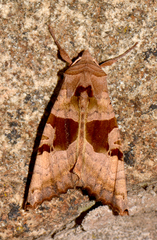 Phlogophora periculosa