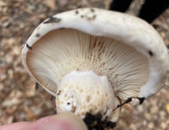 Lactarius pseudodelicatus