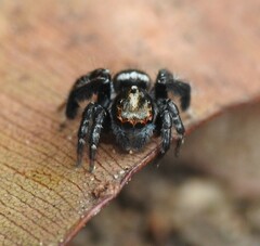 Saitis virgatus