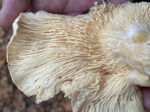 Lactarius pseudodelicatus