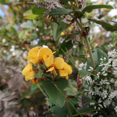 Platylobium parviflorum