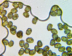 Lactarius pseudodelicatus