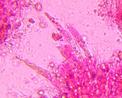 Lactarius pseudodelicatus