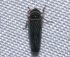 Tylozygus bifidus