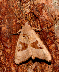 Phlogophora periculosa