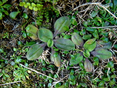 Plantago raoulii