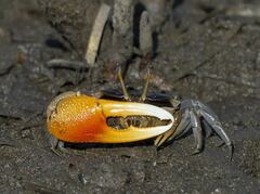Tubuca coarctata