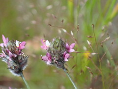 Dalea filiformis
