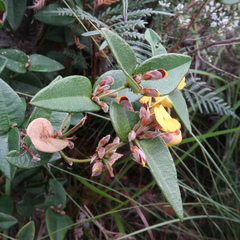 Platylobium parviflorum