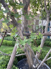 Acer pictum