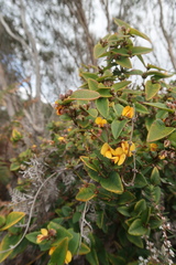 Platylobium parviflorum