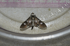 Desmia funeralis