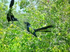 Crotophaga major