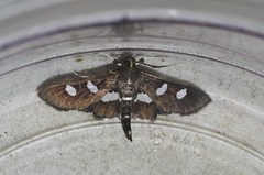 Desmia funeralis