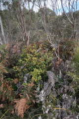 Platylobium parviflorum
