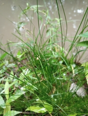 Juncus
