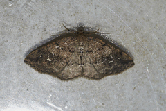 Homochlodes lactispargaria