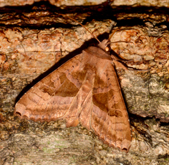 Phlogophora periculosa