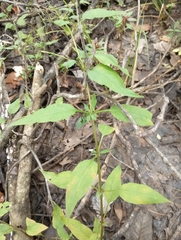 Lysimachia radicans