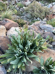 Senecio atratus