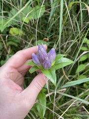 Gentiana rubricaulis
