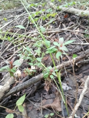 Lysimachia radicans