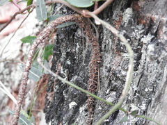 Parsonsia