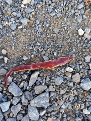 Arthurdendyus testaceus