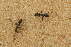 Iridomyrmex viridiaeneus