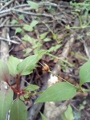 Lysimachia radicans