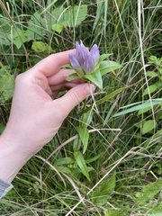 Gentiana rubricaulis