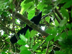 Crotophaga major