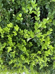 Buxus microphylla