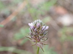 Dalea polygonoides