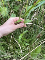 Gentiana rubricaulis