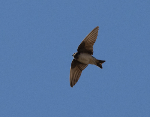 Andean Swallow (Orochelidon andecola), photo 4