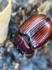 Eucanthus lazarus