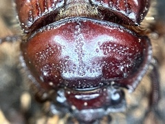 Eucanthus lazarus