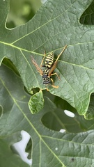 Polistes dominula