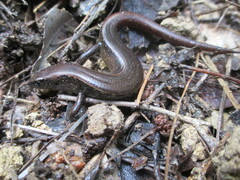 Oligosoma aeneum