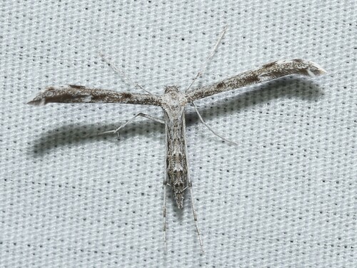 Black-marked Plume Moth photo 3